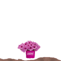Flower Garden Sticker by Ball Horticultural Co