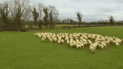 sheep GIF