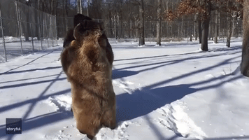 New York Bears Love Playing With Wildlife Carer