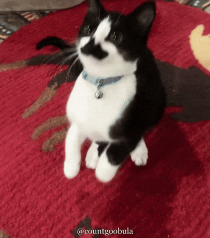 Tuxedo Cat Kitty GIF