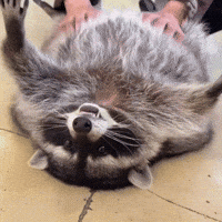 Happy Pets GIF by Respective