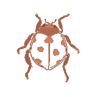 Illustration Ladybug Sticker