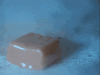 topshelfrecords blue flower guitar drums GIF