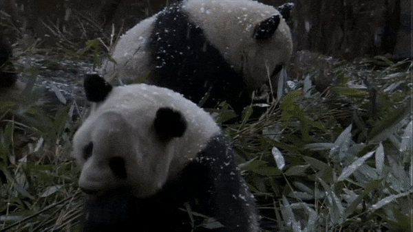 pandas meal GIF by Neon Panda MX
