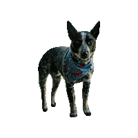 4Th Of July Adventure Dog Sticker by Geekster Pets