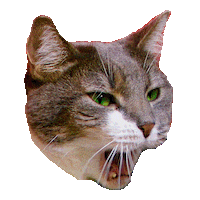 Cat Lady Cats Sticker by Smitten Kitten