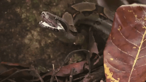 discovery channel snake GIF by Discovery Europe
