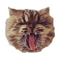 cat yolo GIF by imoji