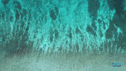 BlueMarineF ocean marine conservation ocean conservation GIF