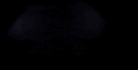 Grizzly Bear Sport GIF by Seattle Sounders