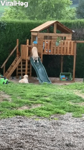 Golden Retrievers Apprehensive About Slide