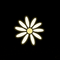 Jh00nz flower daisy flor margarida GIF