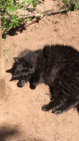 giphyupload GIF