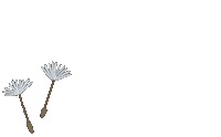 Fly Wind Sticker by Сойкин след