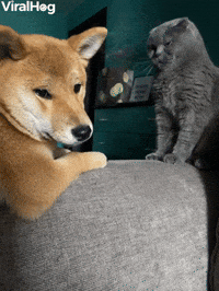 Pup Begs Cat to Play