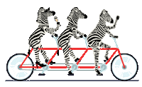 Bike Zebra Sticker by Michelle Rago Destinations