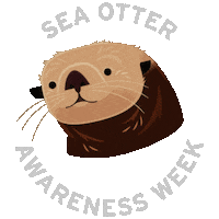 Sea Otter Ocean Sticker by Monterey Bay Aquarium