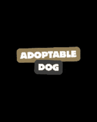 Dog Adoption GIF by HDBnQ Rescue