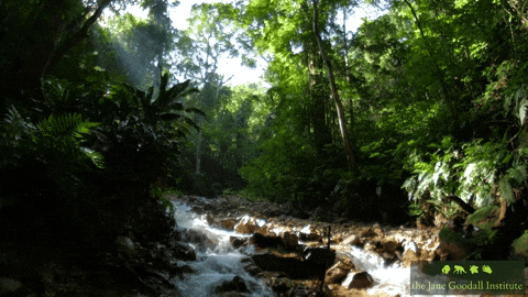 JaneGoodallInst giphyupload nature forest wildlife GIF