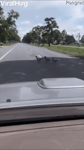 Cars Pause to Let Ducks Pass