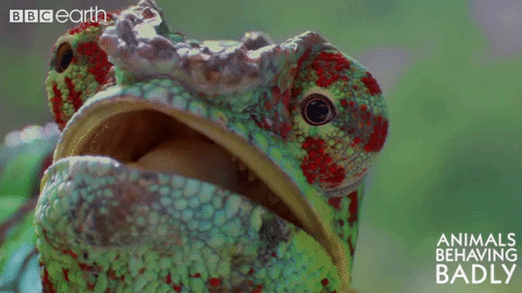 look what GIF by BBC Earth