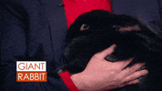 Giant Rabbit Food GIF by Rachael Ray Show