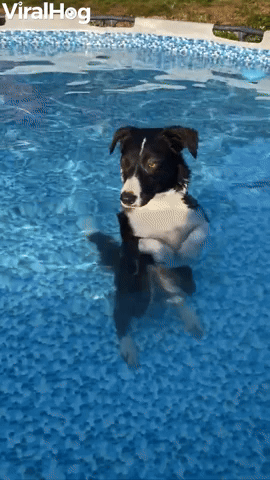 Collie Cools Off in Pool
