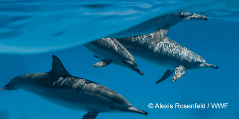 WWFColombia giphyupload naturaleza planeta peces GIF