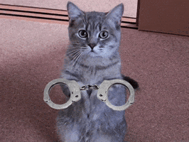 Cat GIF