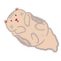 Cat Bear Sticker