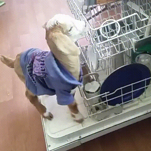 dis GIF