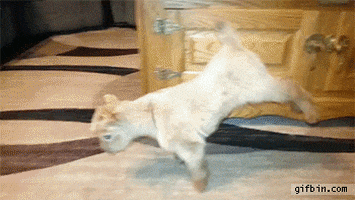 GIF by Random Goat