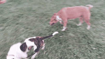 dog park GIF