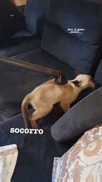 Cat Help GIF