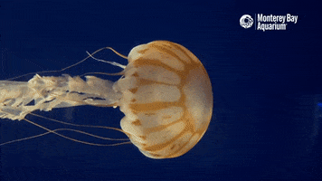 Ocean Jellyfish GIF by Monterey Bay Aquarium