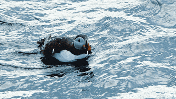Blue Planet Birds GIF by BBC America
