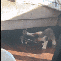cocochamale cat kitty kitten coco GIF