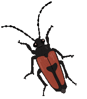 Bug Insect Sticker