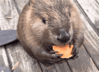 Nom Nom Eating GIF