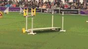 westminster dog show dogs GIF by Westminster Kennel Club