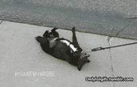 vet GIF