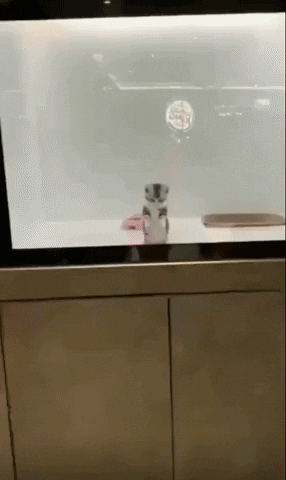 cuteanimalland giphyupload GIF