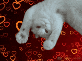 I Love You Hearts GIF by Unscreen