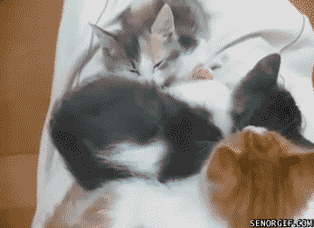 sleepy GIF