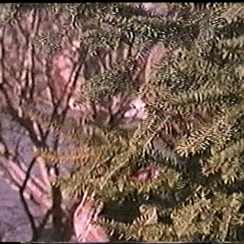 Video gif. A humanoid with a carved Jack O'Lantern head peers menacingly from behind a pine tree. 