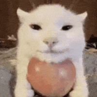 Vector_04 cat apple cat cat apple his greed sickens me GIF