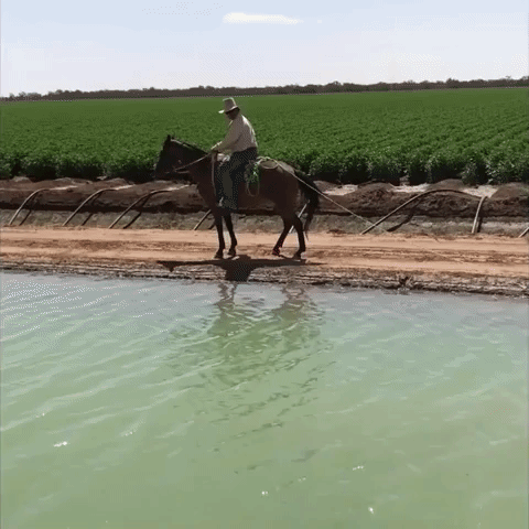 Horse-Powered Waterskiing a Treat for Aussie Kid