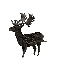 Leouuw animal wild forest cozy Sticker