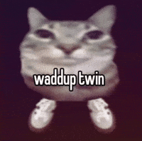 Cat Meme GIF