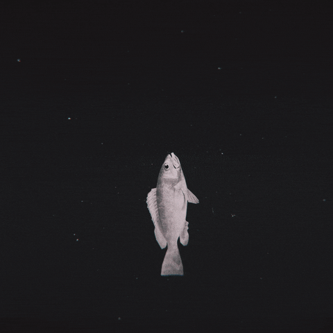 Art Fish GIF by Mowgli420